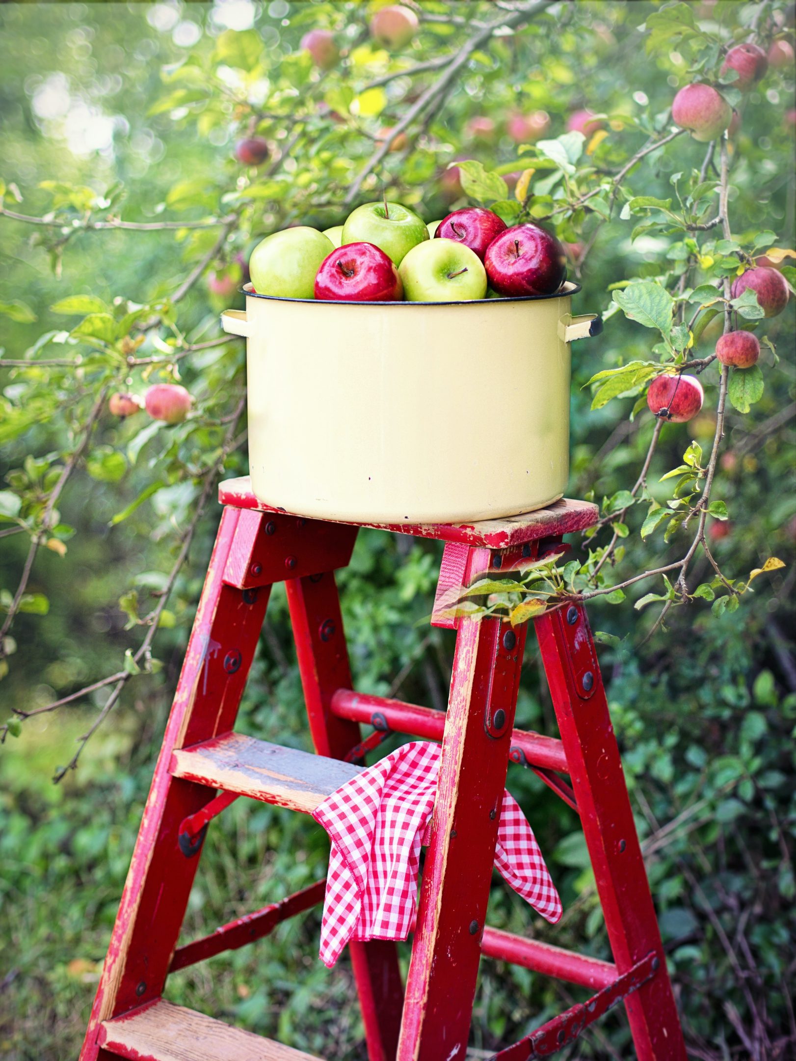 Apple Picking